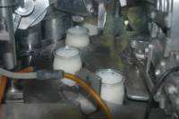 Fabrication des yaourts - Remplissage des yaourts avec le lait fermenté